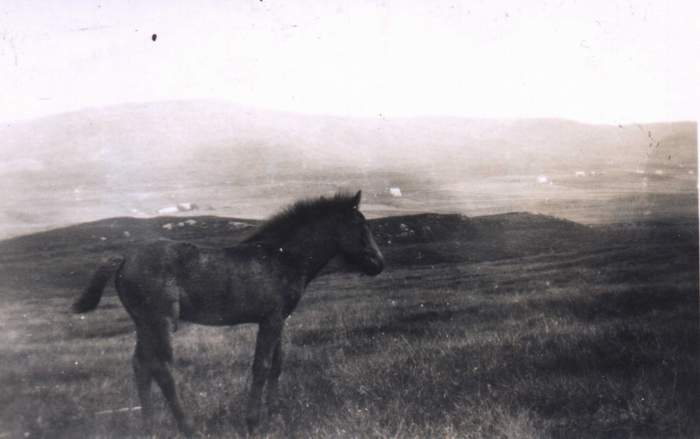 Poly at the back of Crepigill