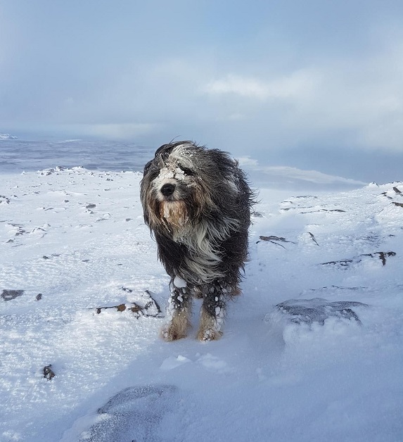  A wandring Star..top of the Storr 2018